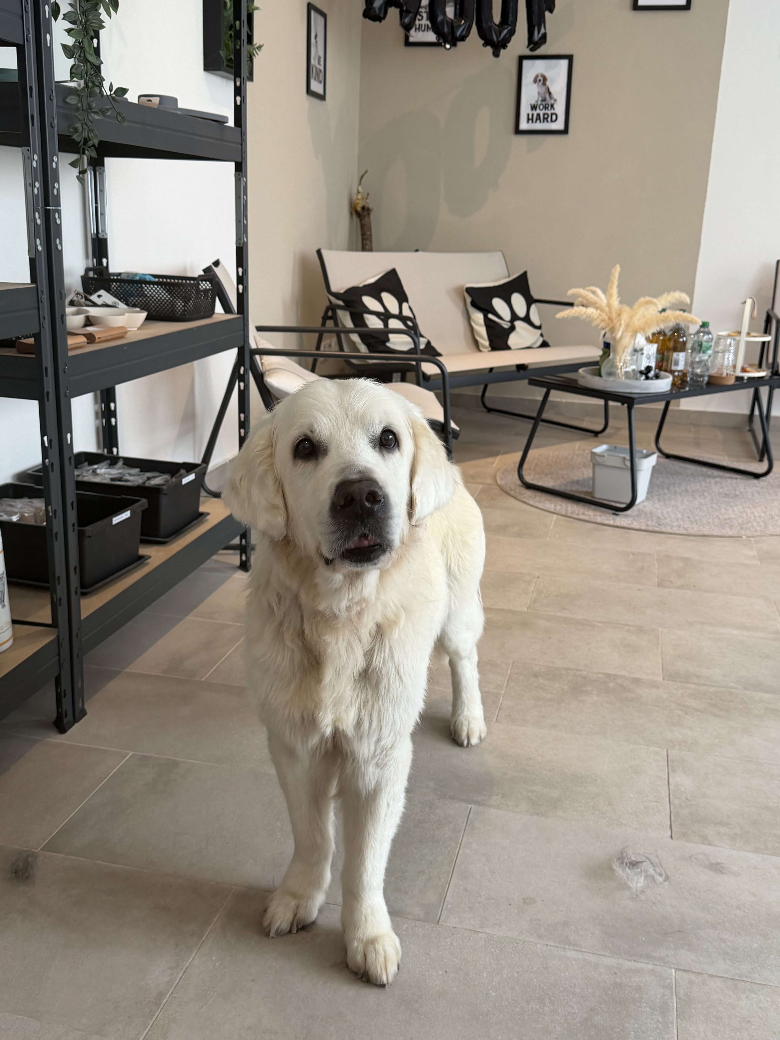 Arthrose bei Hunden behandeln: So hilfst du deinem Vierbeiner